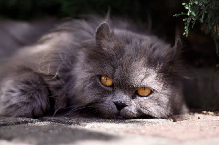 Katze mit orangenen Augen